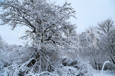 Winter landscape with trees covered in white snow