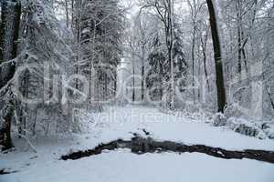 Winter landscape with trees covered in white snow