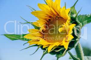 Single blooming sunflower