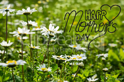 Daisy Flower Meadow, English Calligraphy Happy Mothers Day