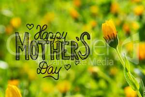 Yellow Spring Flower Meadow, Calligraphy Happy Mothers Day