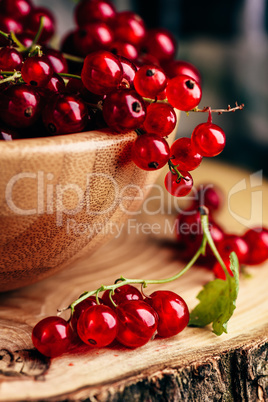 Fresh picked red currants