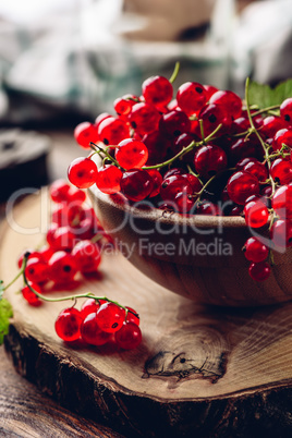 Fresh picked red currants