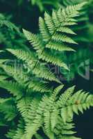 Fern leaves in forest