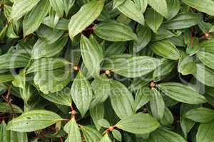 Dew drops on the leaves of the plant