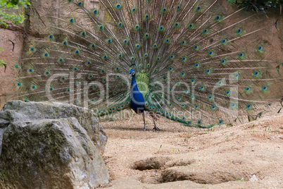 Indian Male Peacock