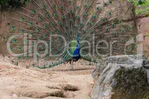 Indian Male Peacock