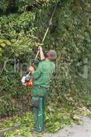 Cutting a hedge