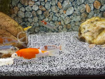 Goldfish swimming in a beautiful house aquarium