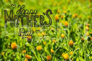 Yellow Flower Meadow, Calligraphy Happy Mothers Day, Spring Season