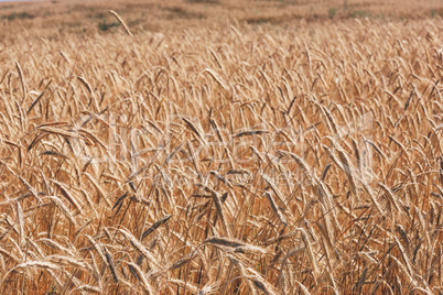 Background of the wheat field