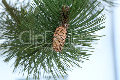 Branch of Pine Tree with needles and Pine Cone