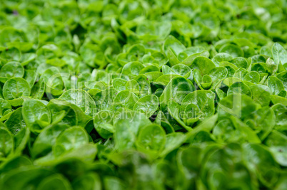 Abstract water plant green leaves background with shalllow DOF