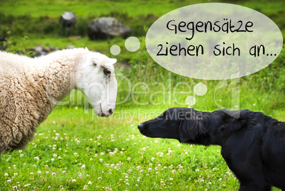 Dog Meets Sheep, Gegensaetze Ziehen Sich An Means Opposites Attract