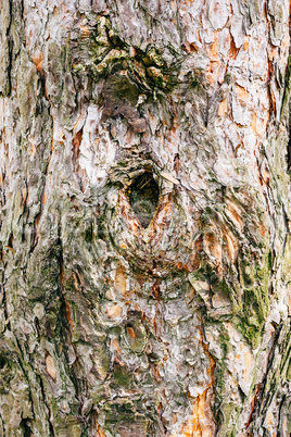 Background of pine bark