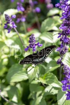 Spicebush swallowtail Papillio troilus butterfly