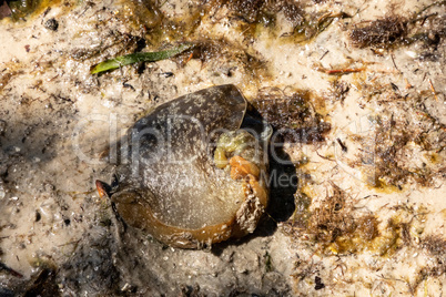 Sea hare Aplysia dactylomela washed up on the shore