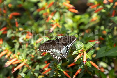 Spicebush swallowtail Papillio troilus butterfly