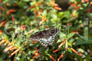 Spicebush swallowtail Papillio troilus butterfly