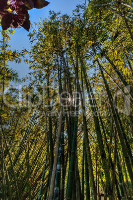 Sun shines through the tall stalks of Japanese timber bamboo