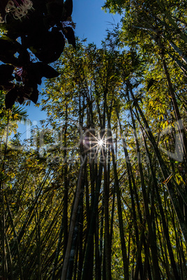 Sun shines through the tall stalks of Japanese timber bamboo