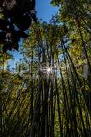 Sun shines through the tall stalks of Japanese timber bamboo