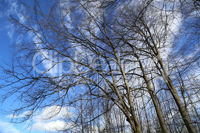 Tall trees against the blue sky in winter