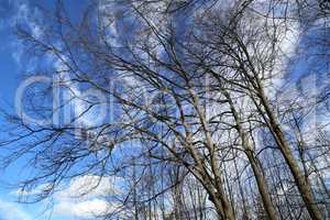 Tall trees against the blue sky in winter