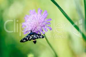 Nine-spotted moth on flower