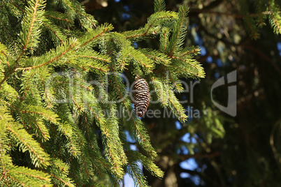 A branch of spruce with needles and a bump