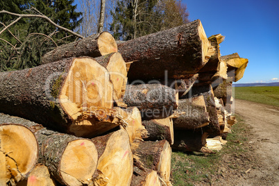 Sawn logs lie on the edge of the forest