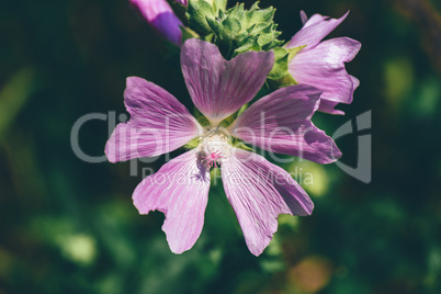 Flower of field geranium