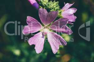 Flower of field geranium