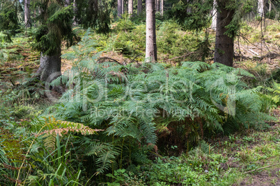 Wildlife sanctuary Hahnheide near Trittau