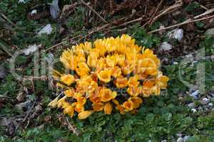 Group of yellow crocus flowering in early spring