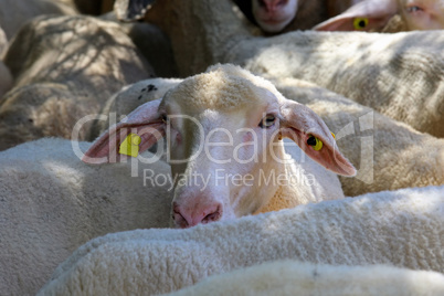 Schaf in der Herde