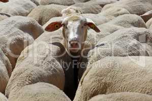 Schaf in der Herde