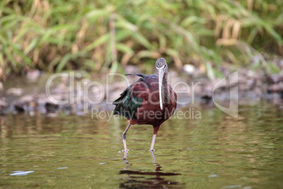 Glossy ibis Plegadis falcinellus wades through a marsh