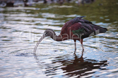 Glossy ibis Plegadis falcinellus wades through a marsh