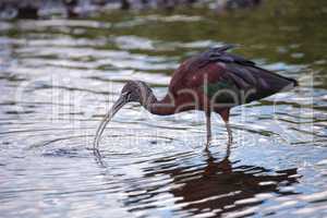 Glossy ibis Plegadis falcinellus wades through a marsh