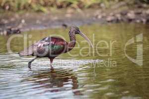 Glossy ibis Plegadis falcinellus wades through a marsh