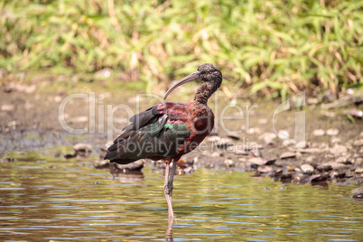 Glossy ibis Plegadis falcinellus wades through a marsh
