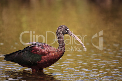 Glossy ibis Plegadis falcinellus wades through a marsh