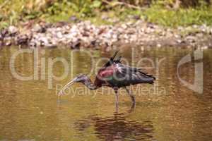 Glossy ibis Plegadis falcinellus wades through a marsh