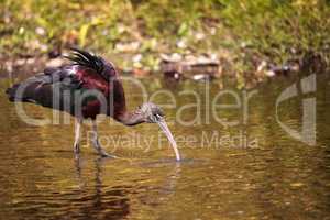 Glossy ibis Plegadis falcinellus wades through a marsh