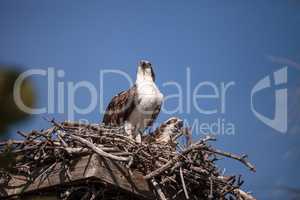 Female and Male pair of osprey bird Pandion haliaetus in a nest