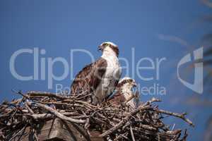 Female and Male pair of osprey bird Pandion haliaetus in a nest