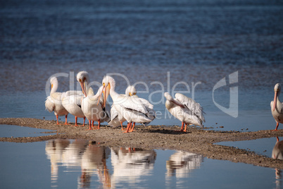 White pelican bird Pelecanus erythrorhynchos in a marsh