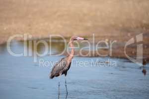 Reddish heron Egretta rufescens with its reflection