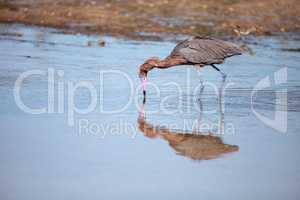 Reddish heron Egretta rufescens with its reflection